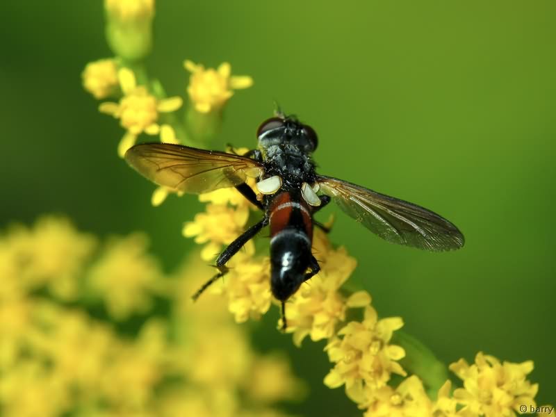 Cylindromyia auriceps
